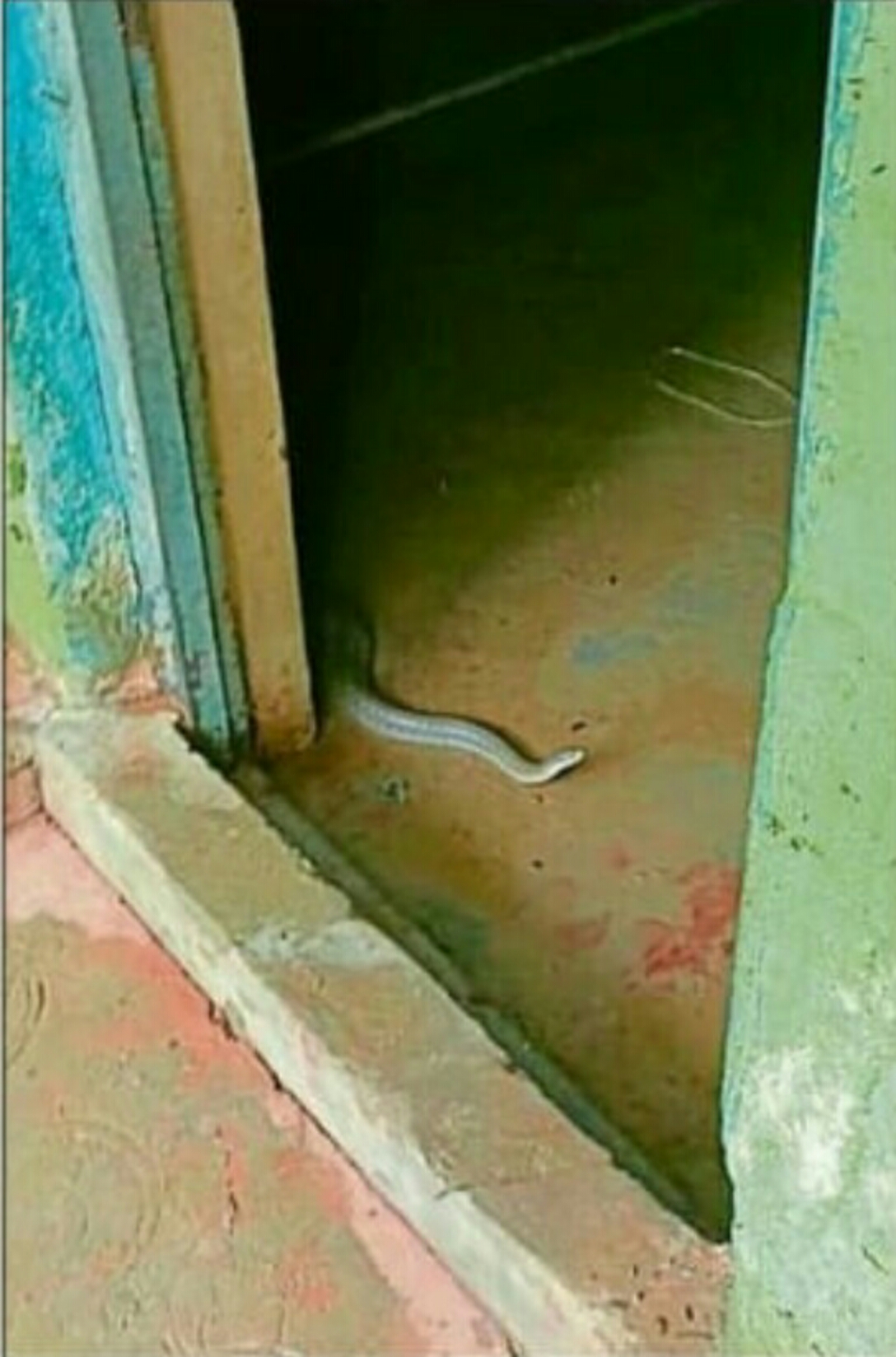 ಅಂಬೇಡ್ಕರ್ ನಗರದ ಮನೆಯೊಂದರಲ್ಲಿ ಈಚೆಗೆ ಕಾಣಿಸಿಕೊಂಡಿದ್ದ ಹಾವು 