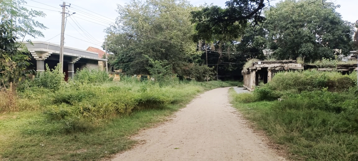 ಮಧುಗಿರಿ ಏಕಾಶಿಲಾ ಬೆಟ್ಟದ ಆವರಣದಲ್ಲಿ ಬೆಳದಿರುವ ಅನುಪಯುಕ್ತ ಗಿಡಗಳು