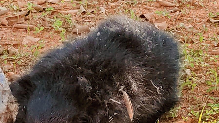 ನಿತ್ರಾಣ ಸ್ಥಿತಿಯಲ್ಲಿ ಕರಡಿ ಪತ್ತೆ: ಬನ್ನೇರುಘಟ್ಟ ಅರಣ್ಯಧಾಮಕ್ಕೆ ಸ್ಥಳಾಂತರ