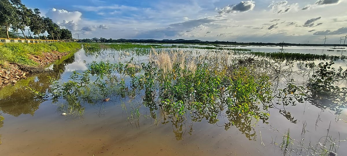 ದಾವಣಗೆರೆ: ಜಲ ಸಂಗ್ರಹ ಸಾಮರ್ಥ್ಯ ಕುಗ್ಗಿಸಿದ ಹೂಳು; ಜಲಮೂಲಗಳಿಗೆ ಬೇಕಿದೆ ಕಾಯಕಲ್ಪ
