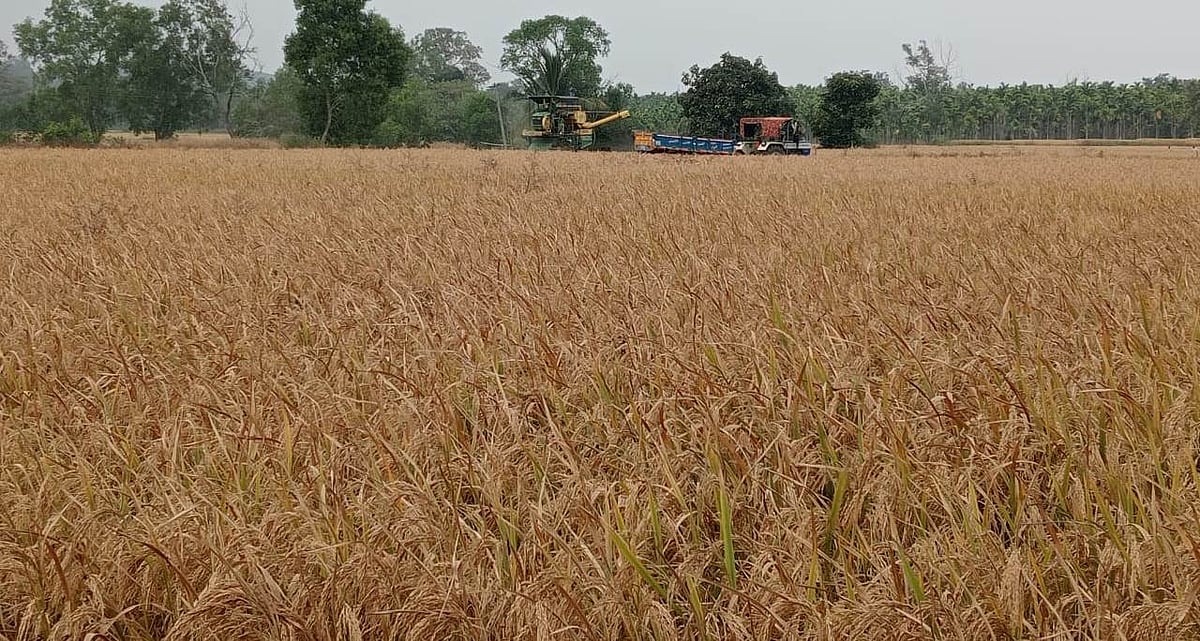 ಶಿಕಾರಿಪುರ | ಭತ್ತದ ಬೆಲೆ ಪಾತಾಳಕ್ಕೆ; ಬೆಳೆಗಾರ ಕಂಗಾಲು