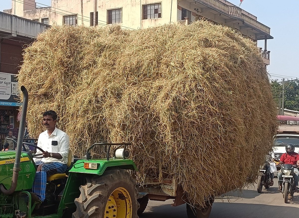 ಹರಿಹರ: ರೈತರ ಆದಾಯಕ್ಕೆ ಆಧಾರವಾದ ಮೇಲು