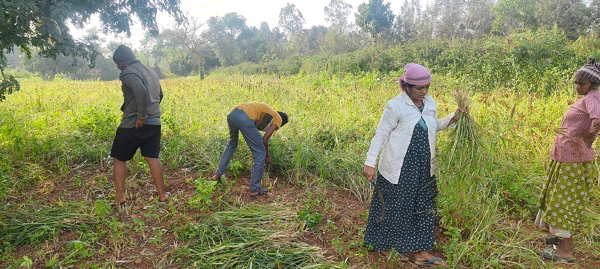 ಹಂಪಾಪುರ | ಫೆಂಜಲ್: ಬೆಳೆ ರಕ್ಷಣೆಗೆ ರೈತರ ಹರಸಾಹಸ