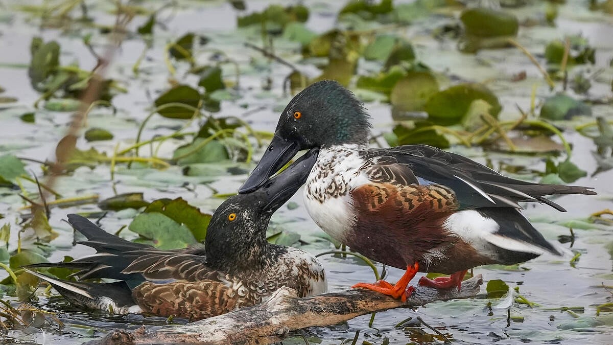 PHOTOS: ಜಮ್ಮು ಮತ್ತು ಕಾಶ್ಮೀರದಲ್ಲಿ ವಲಸೆ ಹಕ್ಕಿಗಳ ಕಲರವ