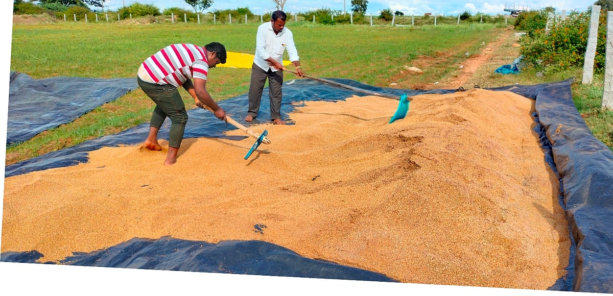 ಬೀರೂರು | ಅಕಾಲಿಕ ಮಳೆ: ರಾಗಿ ಕಟಾವಿಗೆ ಅಡ್ಡಿ 