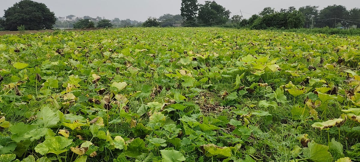 ಬಂಗಾರಪೇಟೆ | ಕಡಿಮೆ ಖರ್ಚಿನಲ್ಲಿ ಅಧಿಕ ಲಾಭ ಕೊಡುವ ಸಿಹಿ ಕುಂಬಳಕಾಯಿ