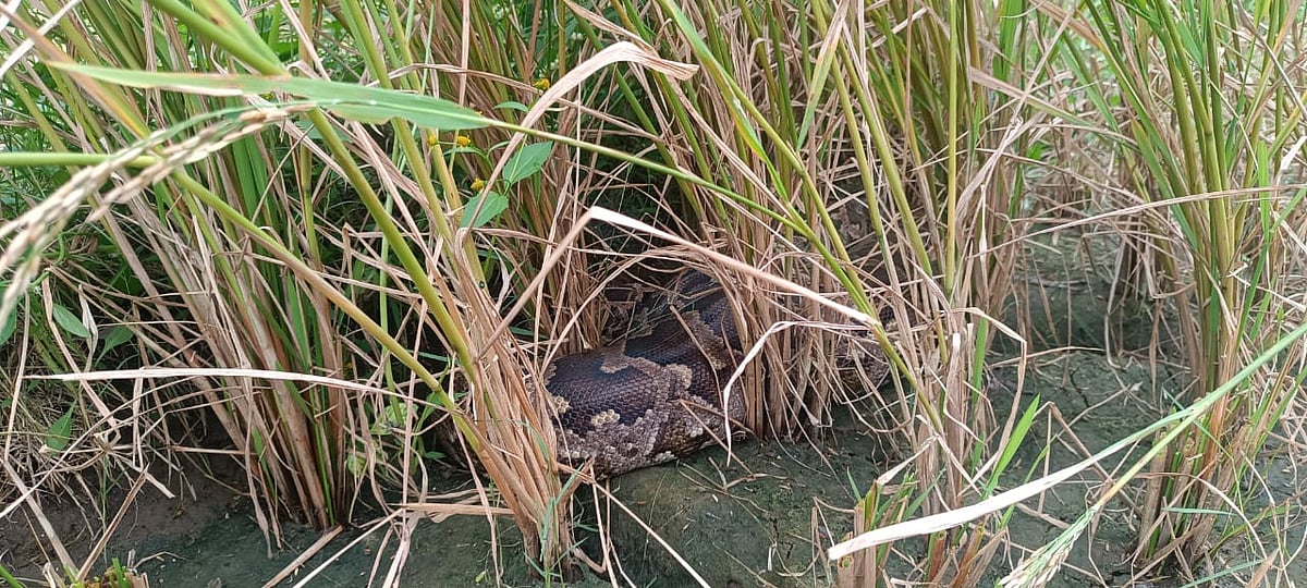 ರಾಮನಗರ: ಭತ್ತದ ಪೈರುಗಳ ಮಧ್ಯೆ ಹೆಬ್ಬಾವು!