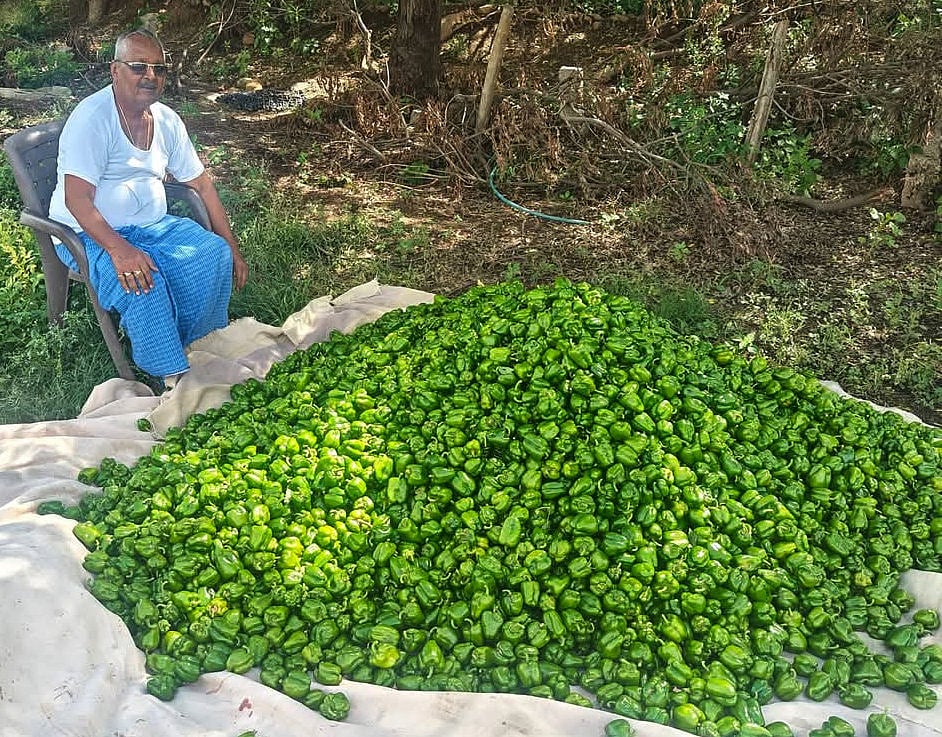 ತಿಕೋಟಾ: ಮಿಶ್ರ ಬೇಸಾಯದಲ್ಲಿ ಉತ್ತಮ ಆದಾಯ