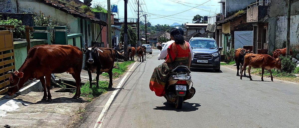 ಸೋಮವಾರಪೇಟೆ: ಮಿತಿ ಮೀರಿದ ಬೀಡಾಡಿ ದನ, ನಾಯಿ ಹಾವಳಿ
