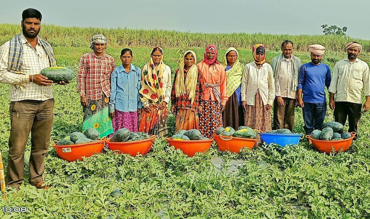 ಬೀಳಗಿ: ಬಾಳು ಹಸನು ಮಾಡಿದ ಕಲ್ಲಂಗಡಿ 