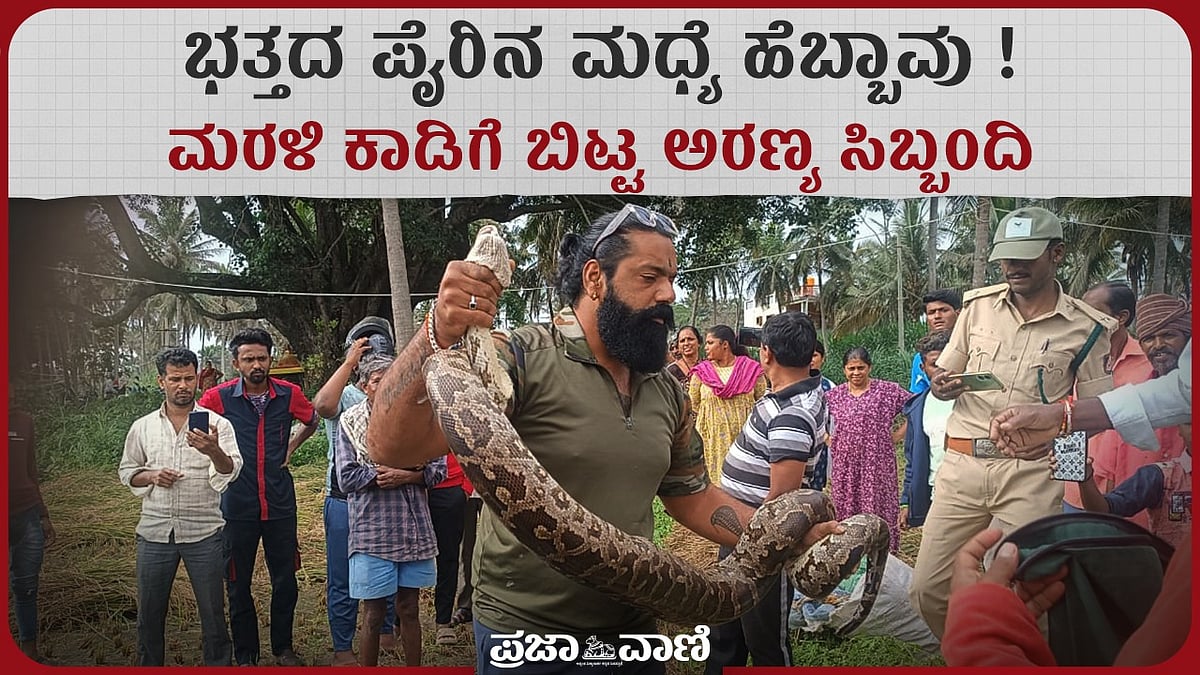 ಭತ್ತದ ಪೈರಿನ ಮಧ್ಯೆ ಹೆಬ್ಬಾವು: ಮರಳಿ ಕಾಡಿಗೆ ಬಿಟ್ಟ ಅರಣ್ಯ ಇಲಾಖೆ ಸಿಬ್ಬಂದಿ 