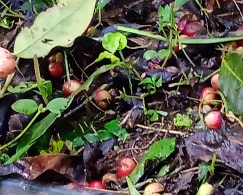 ಕೊಟ್ಟಿಗೆಹಾರ: ಕಾಫಿಗೂ ಅಕಾಲಿಕ ಮಳೆಯ ಪೆಟ್ಟು