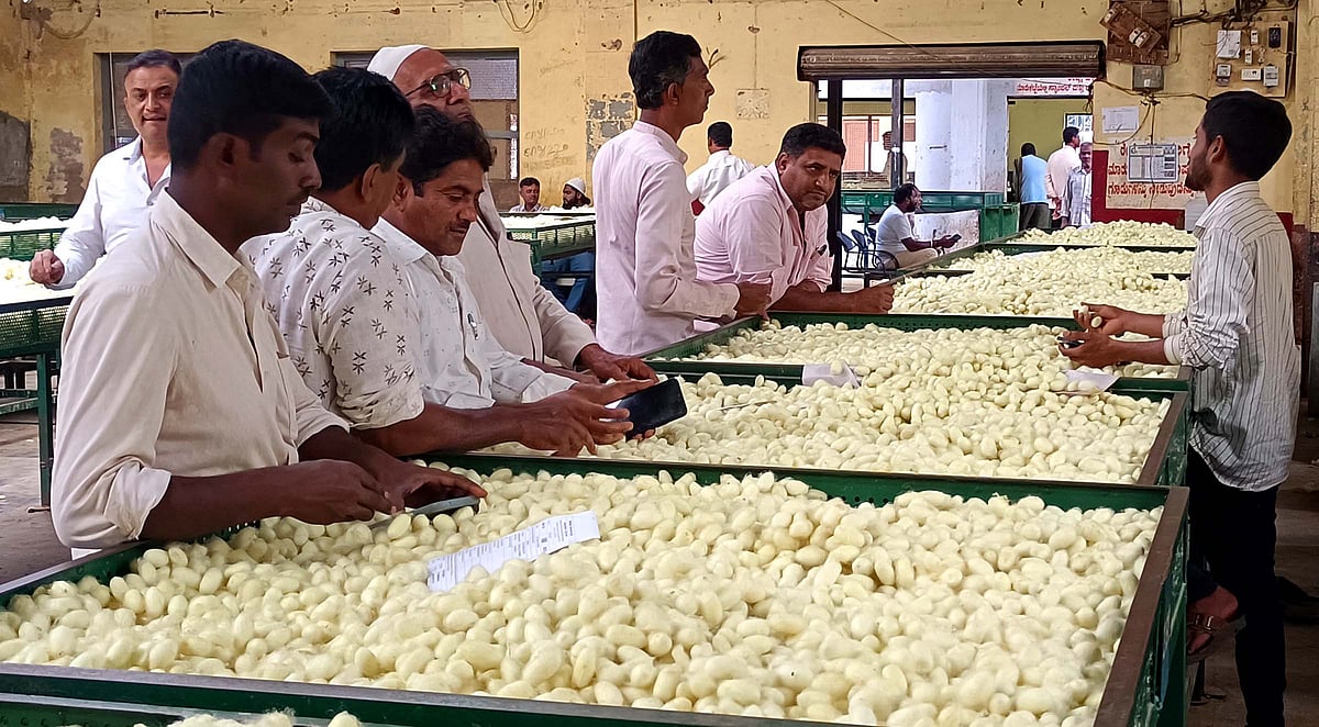 ಫೆಂಜಲ್ | ರೇಷ್ಮೆಗೂಡಿನ ಬೆಲೆ ಇಳಿಕೆ: ಕಂಗಾಲಾದ ರೈತರು