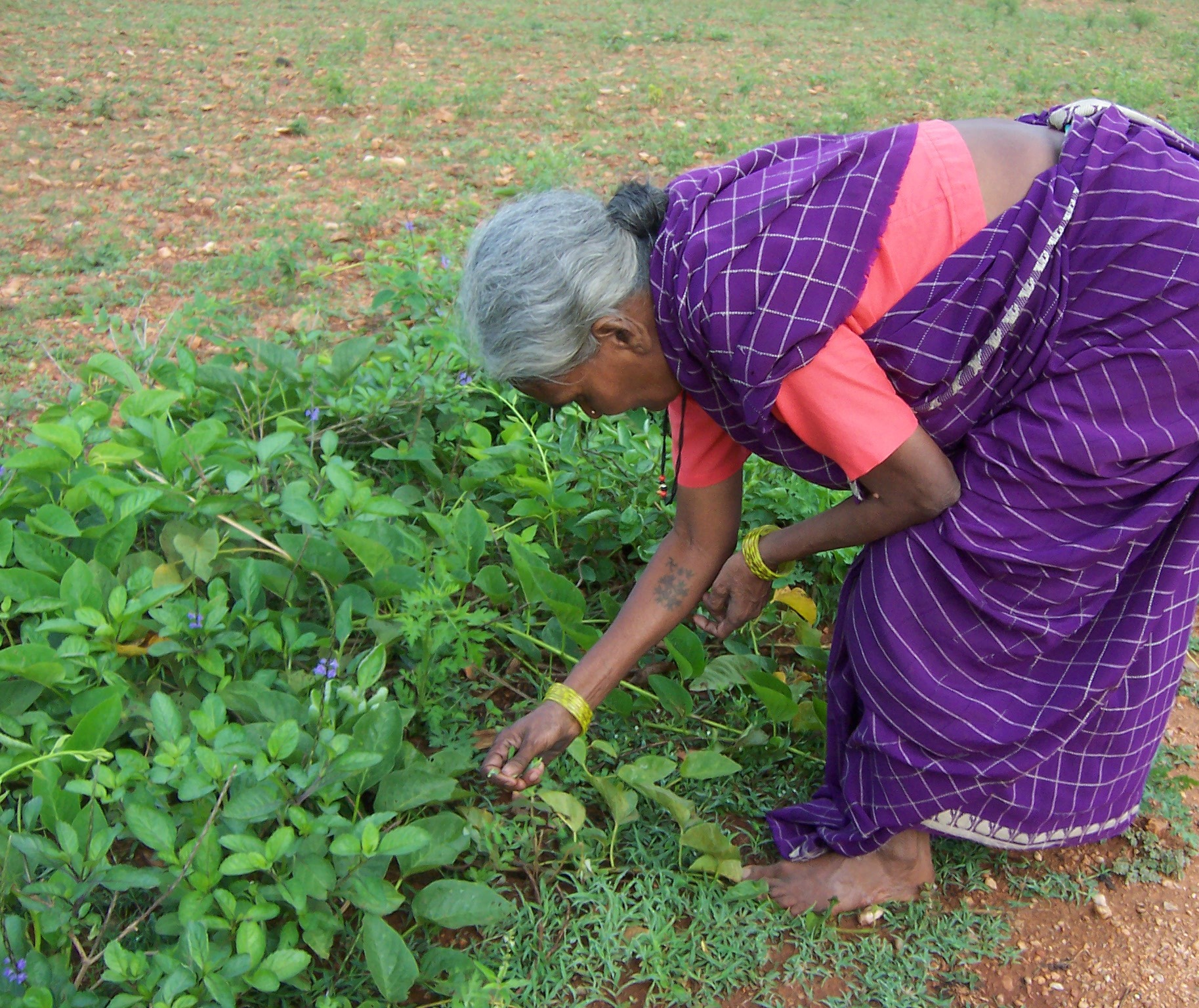 ಸೊಪ್ಪು ಕೊಯ್ಯುತ್ತಿರುವ ಪುಟ್ಟೀರಮ್ಮ
