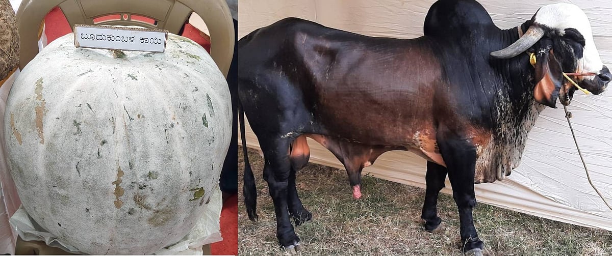 ರಾಯಚೂರು ಕೃಷಿ ಮೇಳ: ಬೆರಗುಗೊಳಿಸಿದ 40Kgಯ ಕುಂಬಳಕಾಯಿ, ₹ 9 ಲಕ್ಷದ ಗಿರ್ ಎತ್ತು