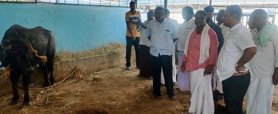 ಮಲೇಬೆನ್ನೂರು | ದೇವರ ಕೋಣ ವಿಚಾರಕ್ಕೆ ಗ್ರಾಮಸ್ಥರ ನಡುವೆ ಜಟಾಪಟಿ