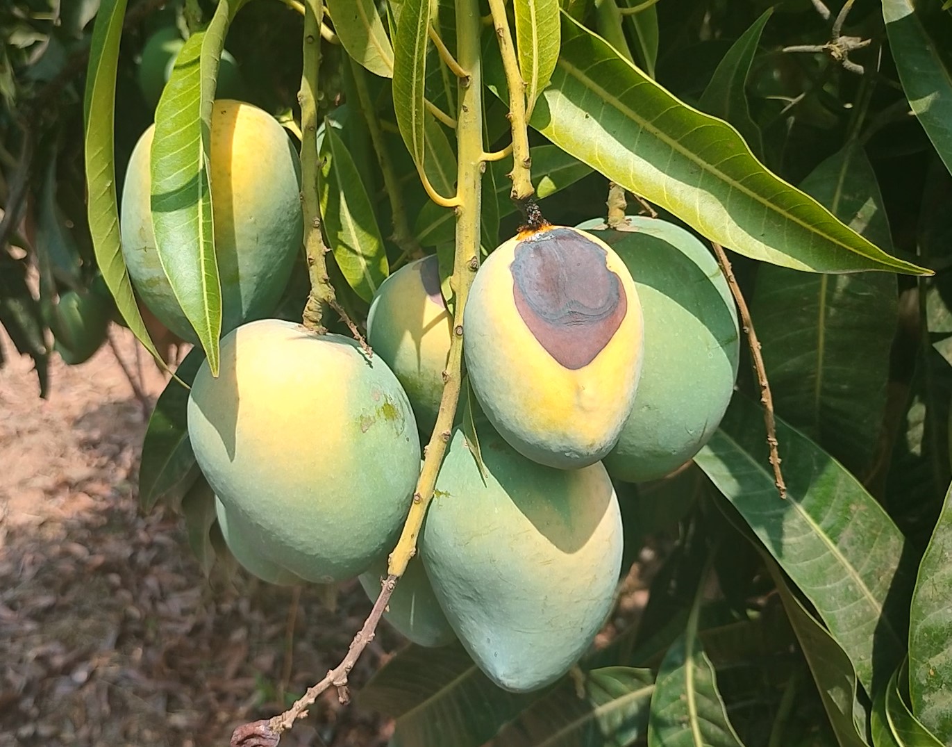 ಹವಾಮಾನ ವೈಪರೀತ್ಯದಿಂದಾಗಿ ಹಳದಿ ಮತ್ತು ಕಂದು ಬಣ್ಣಕ್ಕೆ ತಿರುಗಿ ಕೊಳೆತಿದ್ದ ಮಾವು