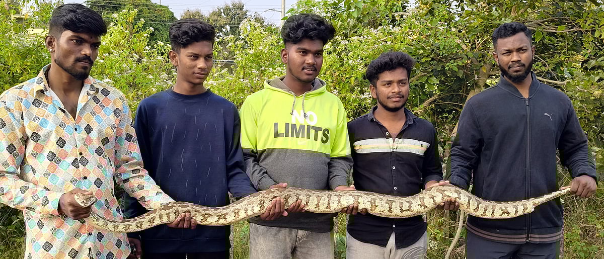 ಪೌಳಿದೊಡ್ಡಿಯಲ್ಲಿ ಹೆಬ್ಬಾವು ರಕ್ಷಣೆ
