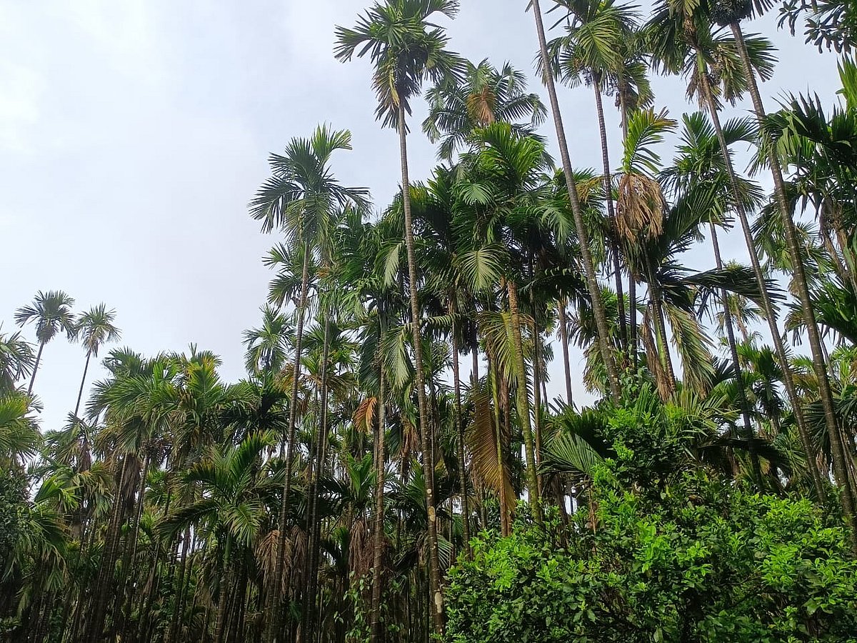 ಮಲೆನಾಡಲ್ಲಿ ವ್ಯಾಪಕಗೊಂಡ ಎಲೆ ಚುಕ್ಕಿ ರೋಗ: ಅರ್ಧಕ್ಕರ್ಧ ಅಡಿಕೆ ಇಳುವರಿ ಕುಂಠಿತ