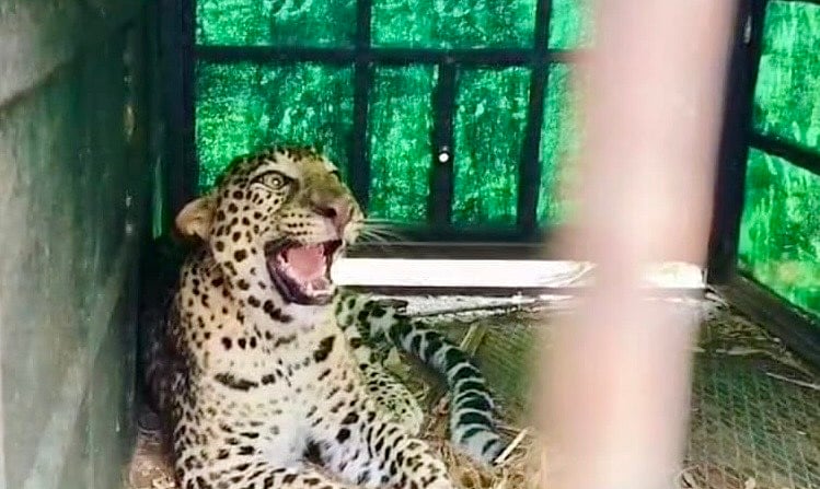 ಎಚ್.ಡಿ.ಕೋಟೆ: ಗಂಡು ಚಿರತೆ ಸೆರೆ