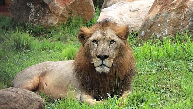 ಗುಜರಾತ್‌: ಲೋಕೊ ಪೈಲಟ್‌ಗಳ ಸಮಯಪ್ರಜ್ಞೆಗೆ ಉಳಿಯಿತು 8 ಸಿಂಹಗಳ ಪ್ರಾಣ 