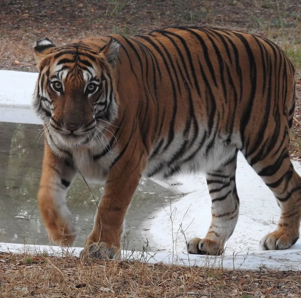 ಗದಗ ಮೃಗಾಲಯ: ಹೆಣ್ಣು ಹುಲಿ ಸಾವು