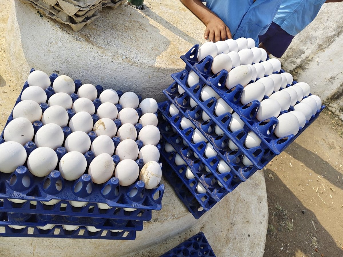 ವಿಜಯಪುರ | ತುಟ್ಟಿಯಾದ ಮೊಟ್ಟೆ; ಶಿಕ್ಷಕರ ಪರದಾಟ