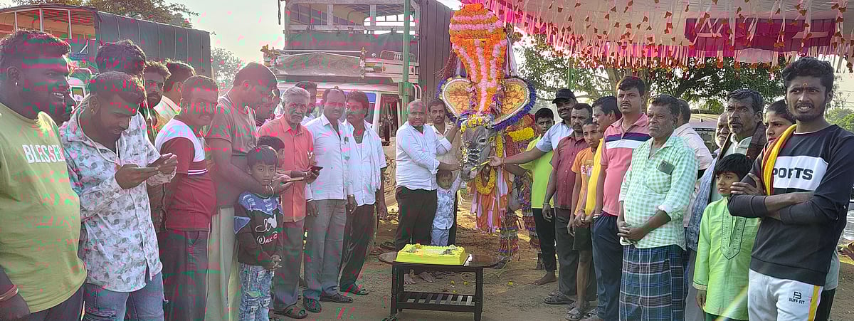 ಬಂಗಾರಪೇಟೆ: ಅದ್ಧೂರಿಯಾಗಿ ಎತ್ತಿನ ಹುಟ್ಟುಹಬ್ಬ ಆಚರಣೆ ಮಾಡಿದ ಗ್ರಾಮಸ್ಥರು