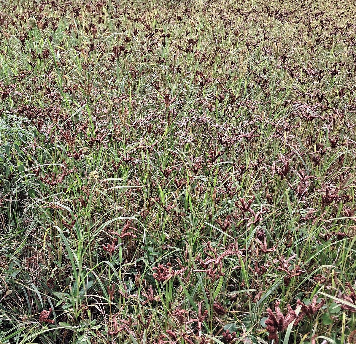 ಹಾಸನ: ಖರೀದಿ ಕೇಂದ್ರಗಳಿಗೆ ತರಲು ಉತ್ಪನ್ನವೇ ಇಲ್ಲ