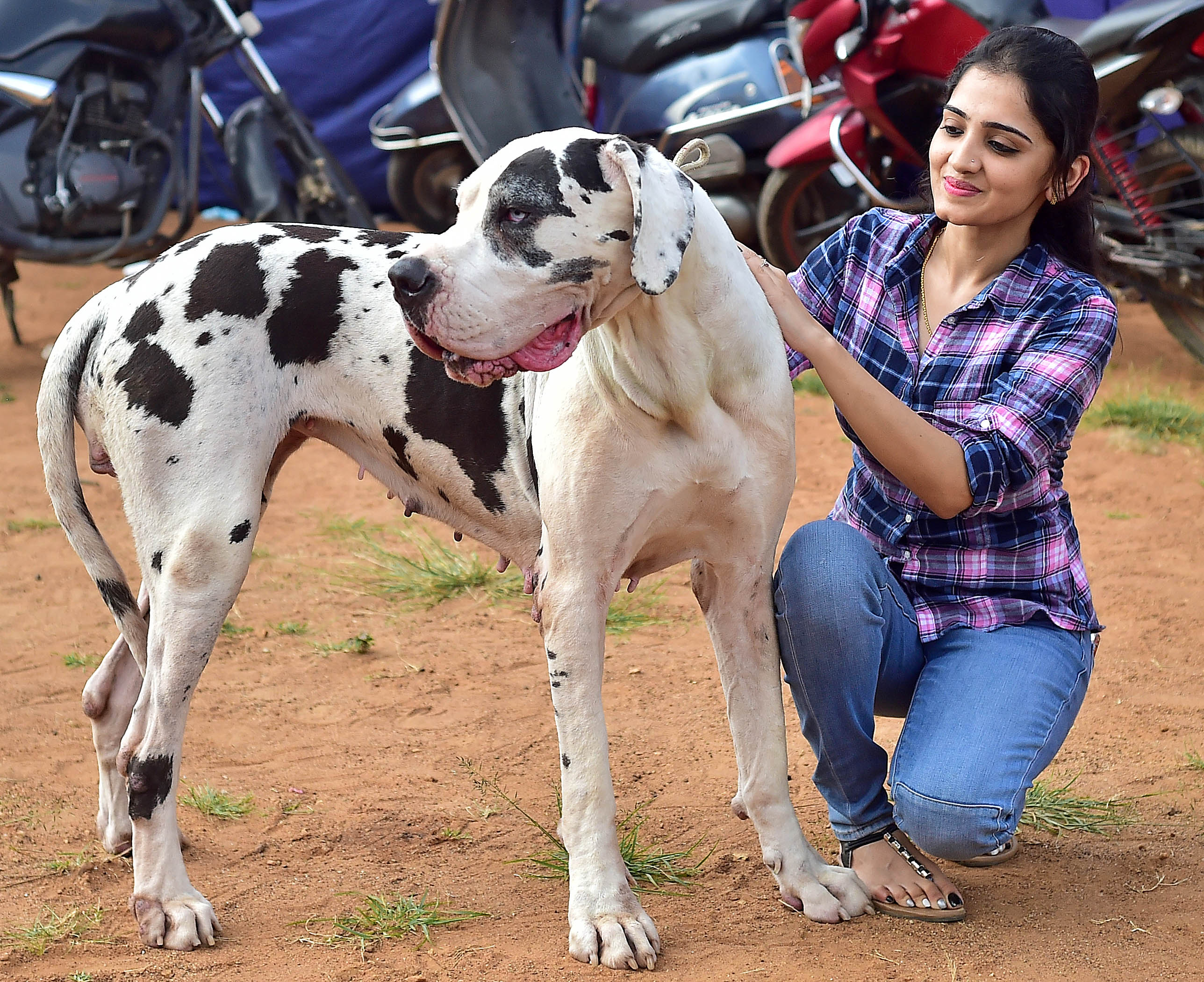 ಡಾಗ್‌ ಶೋದಲ್ಲಿ ಮುದ್ದಿನ ನಾಯಿಯೊಂದಿಗೆ ಯುವತಿ (ಸಂಗ್ರಹ ಚಿತ್ರ)