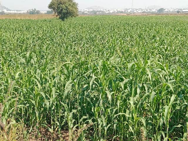 ವಡಗೇರಾ: ಬಿಳಿ ಜೋಳ ಬೆಳೆಗೆ ವರವಾದ ಶೀತಗಾಳಿ 