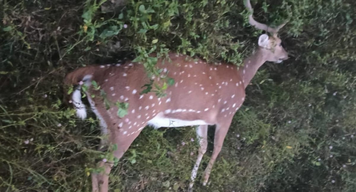 ಕುಶಾಲನಗರ | ವಾಹನ ಡಿಕ್ಕಿ: ಜಿಂಕೆ ಸಾವು