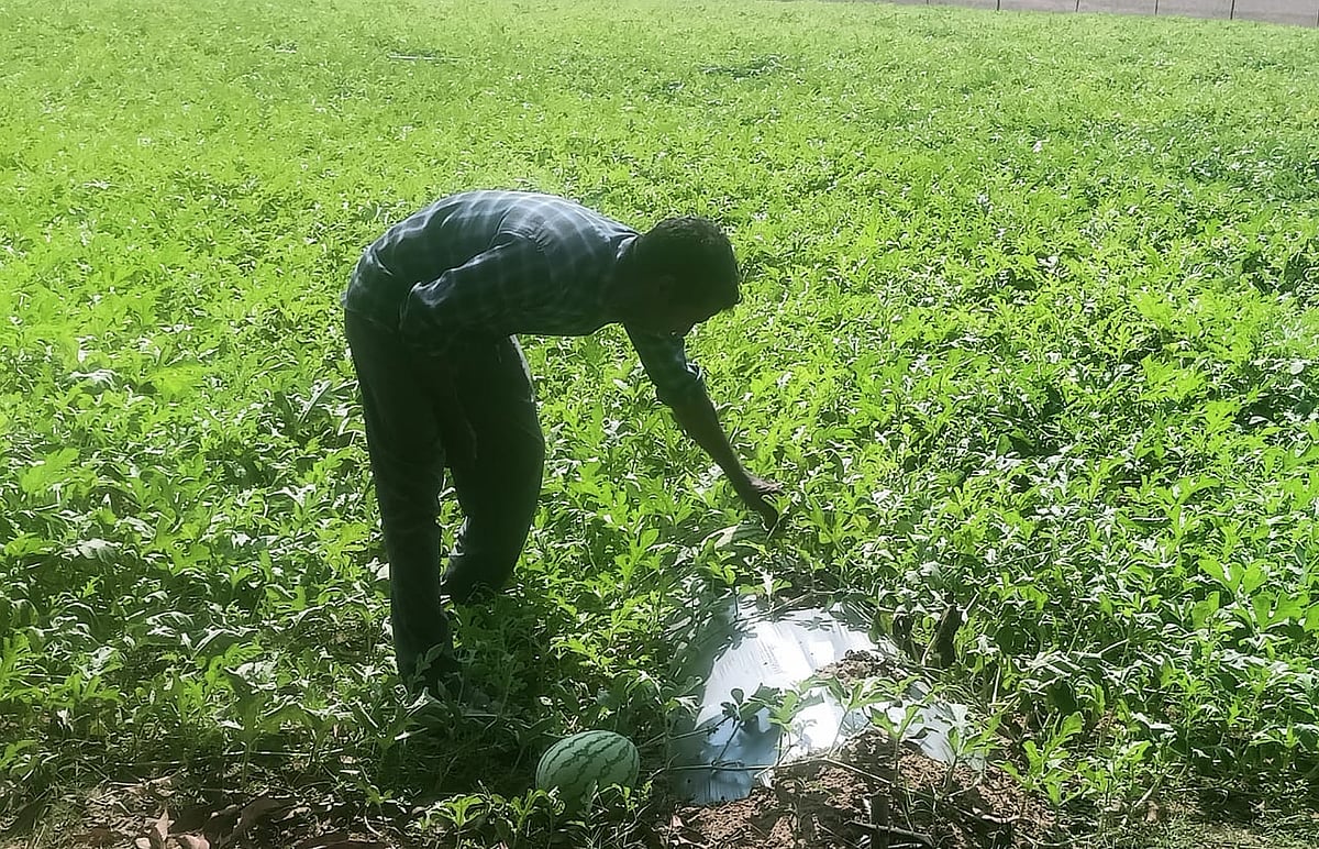 ಕಾರವಾರ | ಗೇಣಿ ಜಮೀನಿನಲ್ಲಿ ಕೃಷಿ: ಚಿಕನ್ ವ್ಯಾಪಾರಿಯ ಕೈಹಿಡಿದ ಕಲ್ಲಂಗಡಿ 
