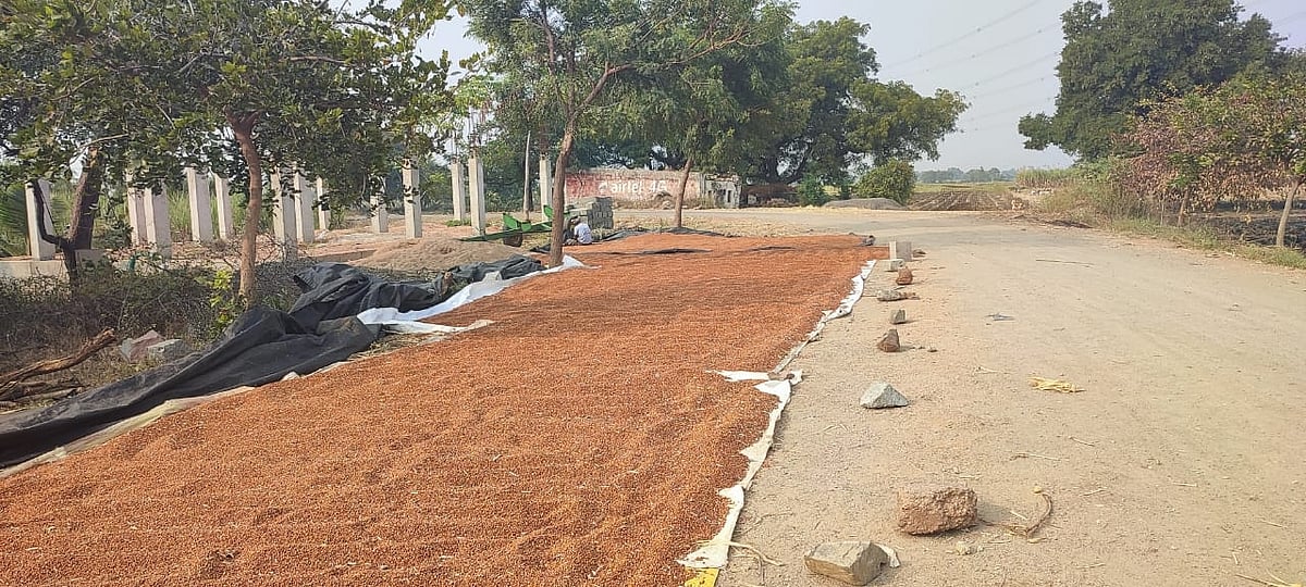 ಹುನಗುಂದ | ತೊಗರಿ ಧಾರಣೆ ಕುಸಿತ: ಲಾಭದ ನಿರೀಕ್ಷೆಯಲ್ಲಿದ್ದ ರೈತರ ಕಂಗಾಲು