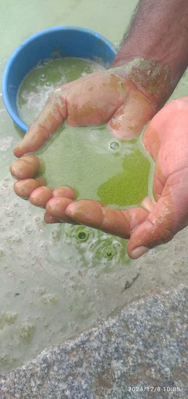 ಕುಂದಗೋಳ | ಹಸಿರಾದ ಕುಡಿಯುವ ನೀರಿನ ಕೆರೆ: ಗ್ರಾಮಸ್ಥರ ಆತಂಕ