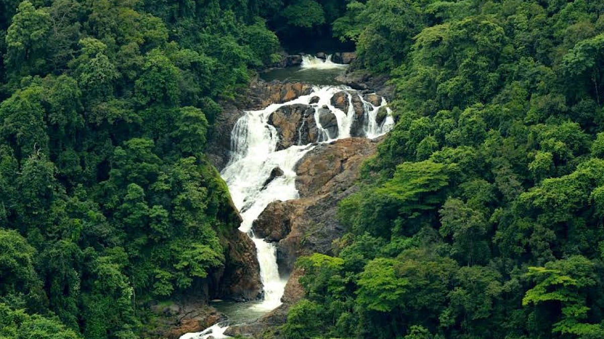 ಶಿರಸಿ: ಬಿಳೆಹೊಳೆಯ ಶ್ವೇತ ಸುಂದರಿ 'ಕೆಪ್ಪಜೋಗ'