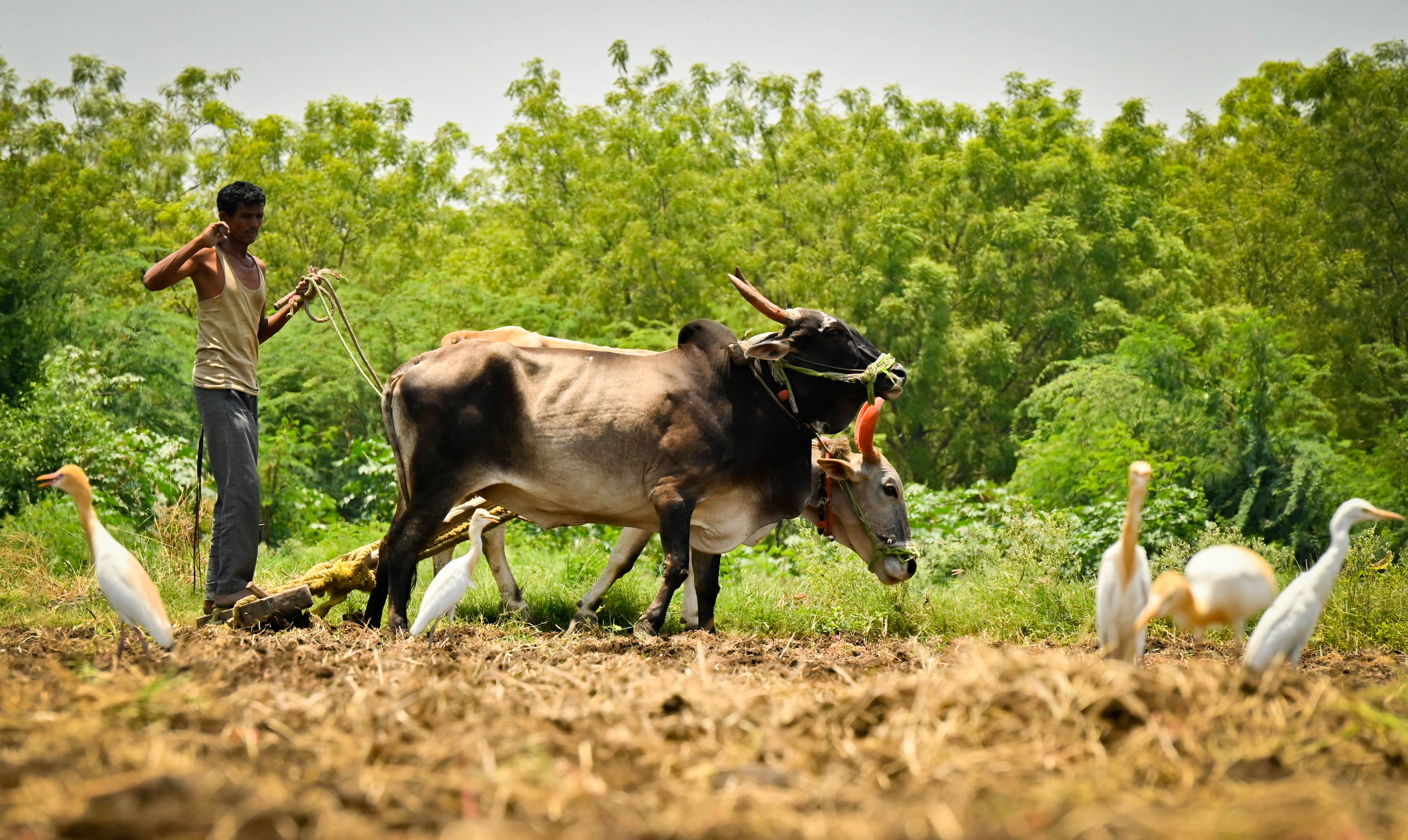 ರಾಷ್ಟ್ರೀಯ ರೈತ ದಿನ | ಅನ್ನದಾತ ದೇಶದ ಹಸಿವು ನೀಗುವ 'ಅಮ್ಮ'