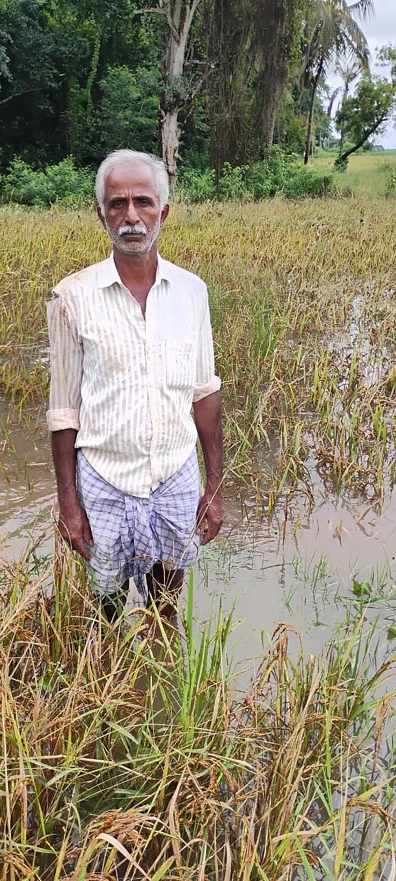 ಮೈಸೂರು | ಬೆಳೆ ನಷ್ಟ: ಪರಿಹಾರಕ್ಕಾಗಿ ರೈತರ ಅಲೆದಾಟ
