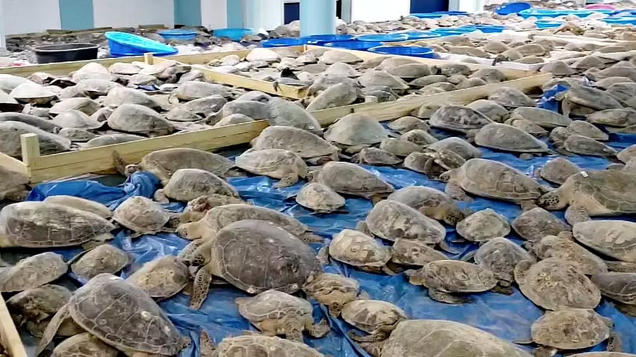 ಯುಪಿ | ಕಳ್ಳಸಾಗಣೆ ಮಾಡುತ್ತಿದ್ದ 297 ಅಪರೂಪದ ‘ಸುಂದರಿ ಆಮೆಗಳ’ ವಶ: ಮೂವರ ಬಂಧನ