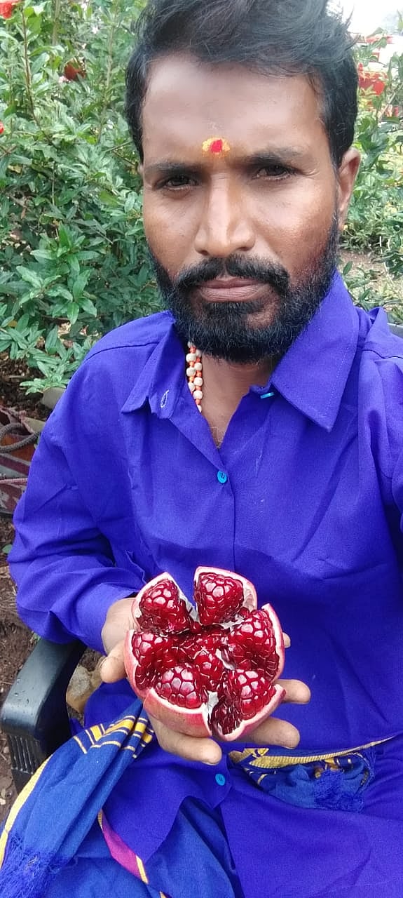 ಕೊಲ್ಹಾರ: ದಾಳಿಂಬೆ ಕೃಷಿ– ಎಕರೆಗೆ 7.5 ಟನ್ ಇಳುವರಿ