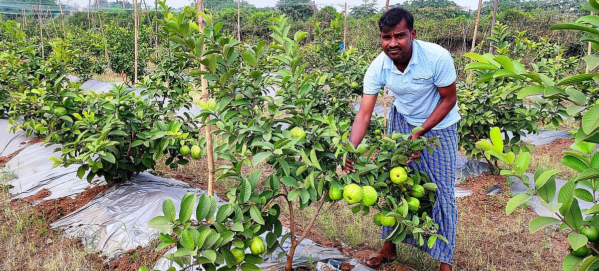 ತೋರಣಗಲ್ಲು: ಭರವಸೆ ಮೂಡಿಸಿದ ಪೇರಲ ಬೇಸಾಯ– ರೈತ ಗಡ್ಡೆ ಬಸವರಾಜ್ ಕೃಷಿ ಸಾಧನೆ