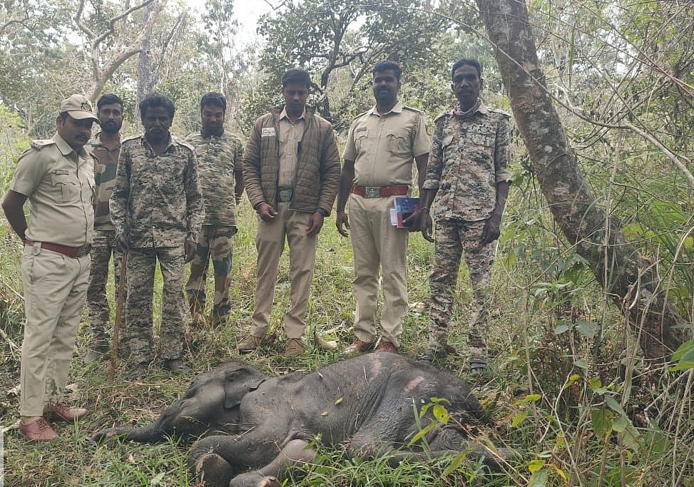 ಆನೆ ಮರಿ ಬೇಟೆಯಾಡಿದ ಹುಲಿ