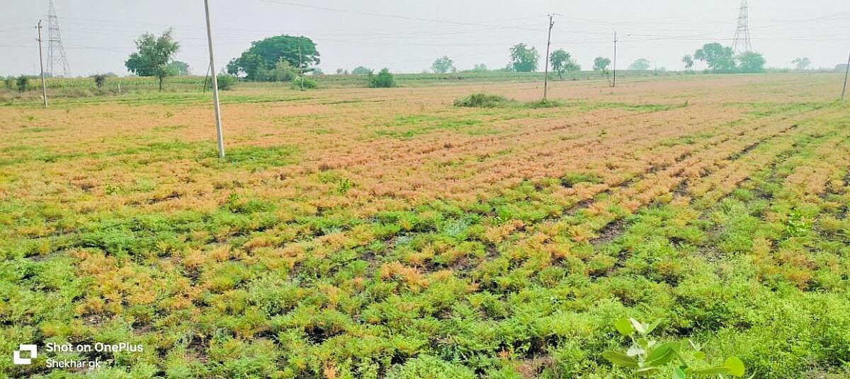 ತುರ್ವಿಹಾಳ | ಕಡಲೆ ಬೆಳೆಗೆ ಹಳದಿ ರೋಗ: ರೈತರು ಆತಂಕ