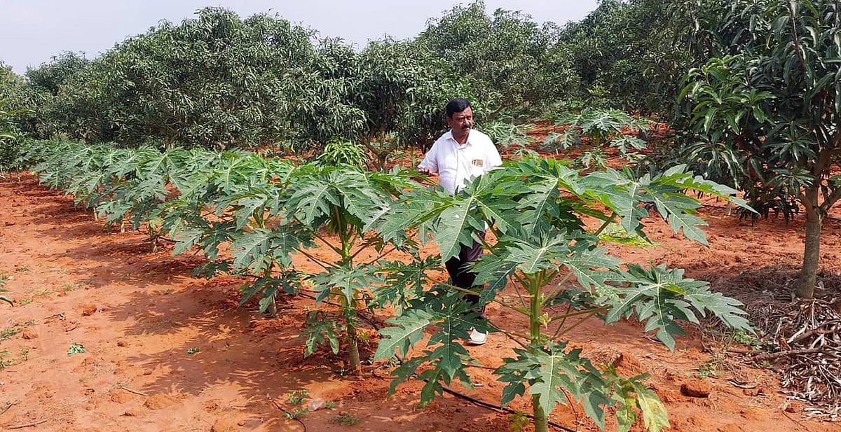 ಶಿಡ್ಲಘಟ್ಟ | ಅರಣ್ಯ ಕೃಷಿಯಲ್ಲಿ ರುಚಿಕರ ಪಪ್ಪಾಯ