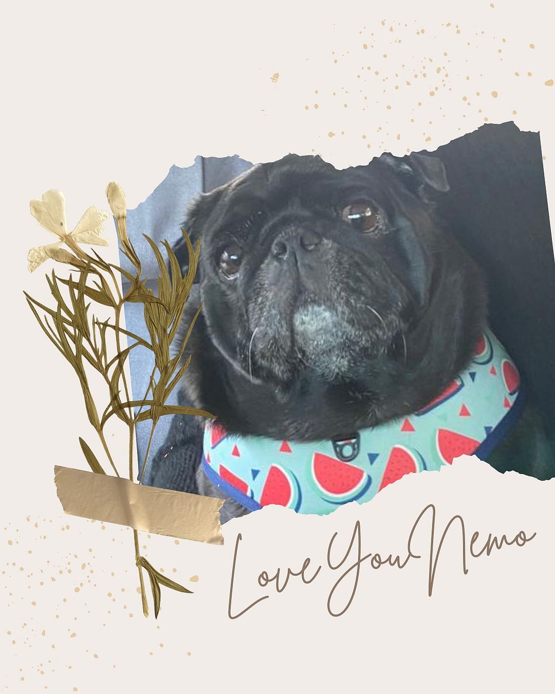 ಶಿವರಾಜ್‌ಕುಮಾರ್‌ ಮನೆಯ ‘ನೀಮೋ’ ಹೆಸರಿನ ಶ್ವಾನ ನಿಧನ; ಗೀತಾ ಭಾವನಾತ್ಮಕ ಪತ್ರ