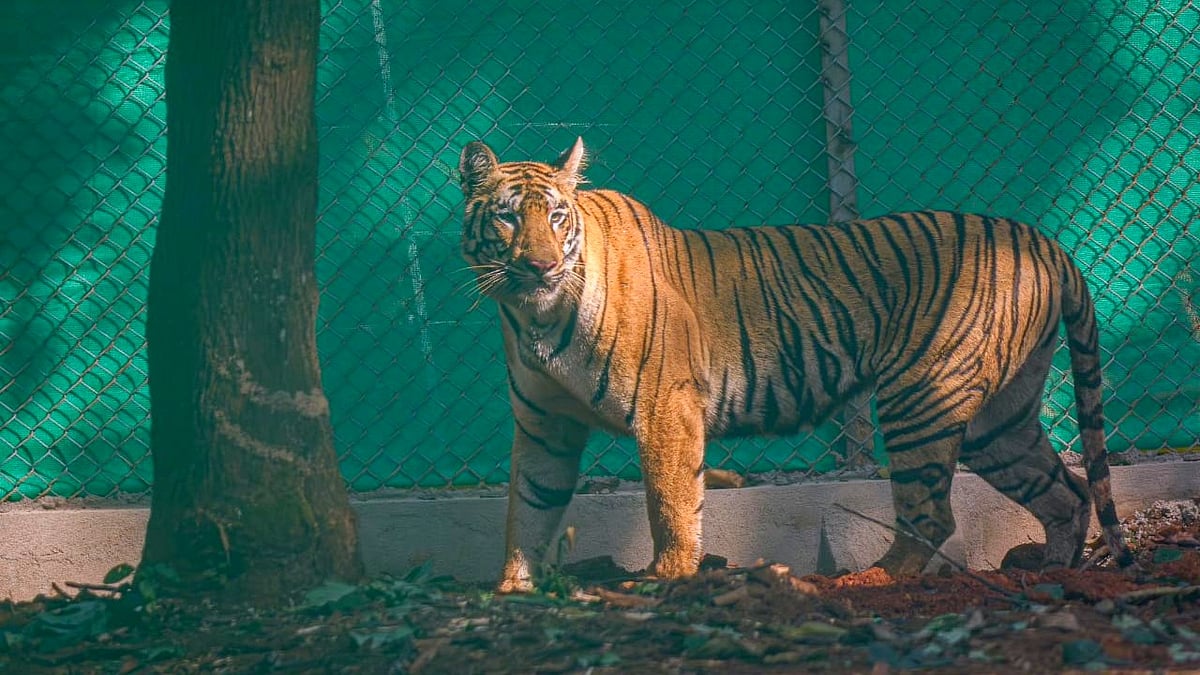 ಮೂರು ವರ್ಷದ ಈ ಚಂಚಲೆ ‘ಜೀನತ್’ ಕಣ್ತಪ್ಪಿಸಿ ಓಡಾಡಿದ್ದು ಮೂರು ರಾಜ್ಯ, 200 ಕಿ.ಮೀ!