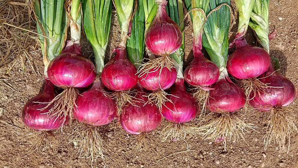 ಹೊಸ ತಳಿ ಈರುಳ್ಳಿ ಅಭಿವೃದ್ಧಿ: ಅಧಿಕ ಇಳುವರಿ; ಬೆಳೆಗಾರರಿಗೆ ವರದಾನ