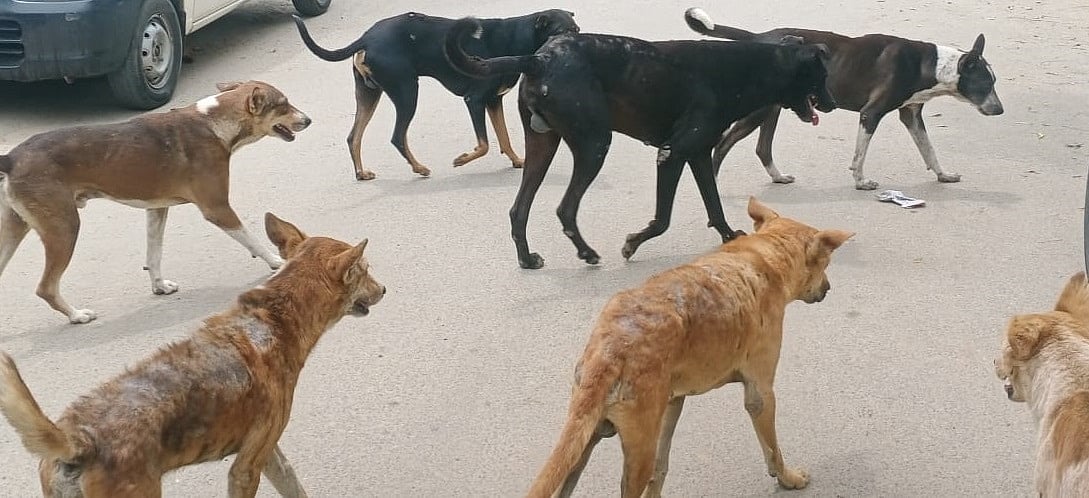 ಬೆಳಗಾವಿಯಲ್ಲಿ ಬೀದಿನಾಯಿ ದಾಳಿ; ಎರಡು ವರ್ಷದ ಬಾಲಕನಿಗೆ ಗಾಯ