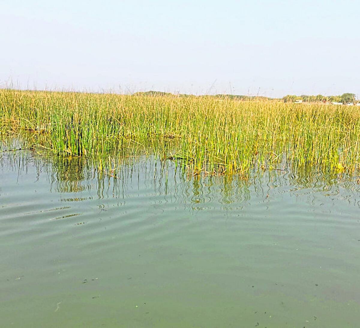 ಚಂದಾಪುರ ಕೆರೆ ಮಾಲಿನ್ಯ: 54 ಕೈಗಾರಿಕೆಗಳಿಗೆ ₹140 ಕೋಟಿ ದಂಡ 