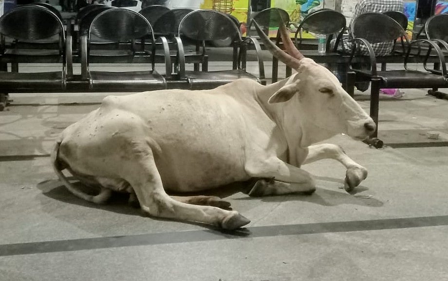 ಚರ್ಮುರಿ ಸಾಮಗ್ರಿ ತಿಂದ ದನಕ್ಕೆ ಚಾಕುವಿನಿಂದ ಹಲ್ಲೆ ನಡೆಸಿದ ಮುಸ್ಲಿಂ ವ್ಯಾಪಾರಿ!